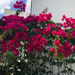 Meet your Posher, Renee